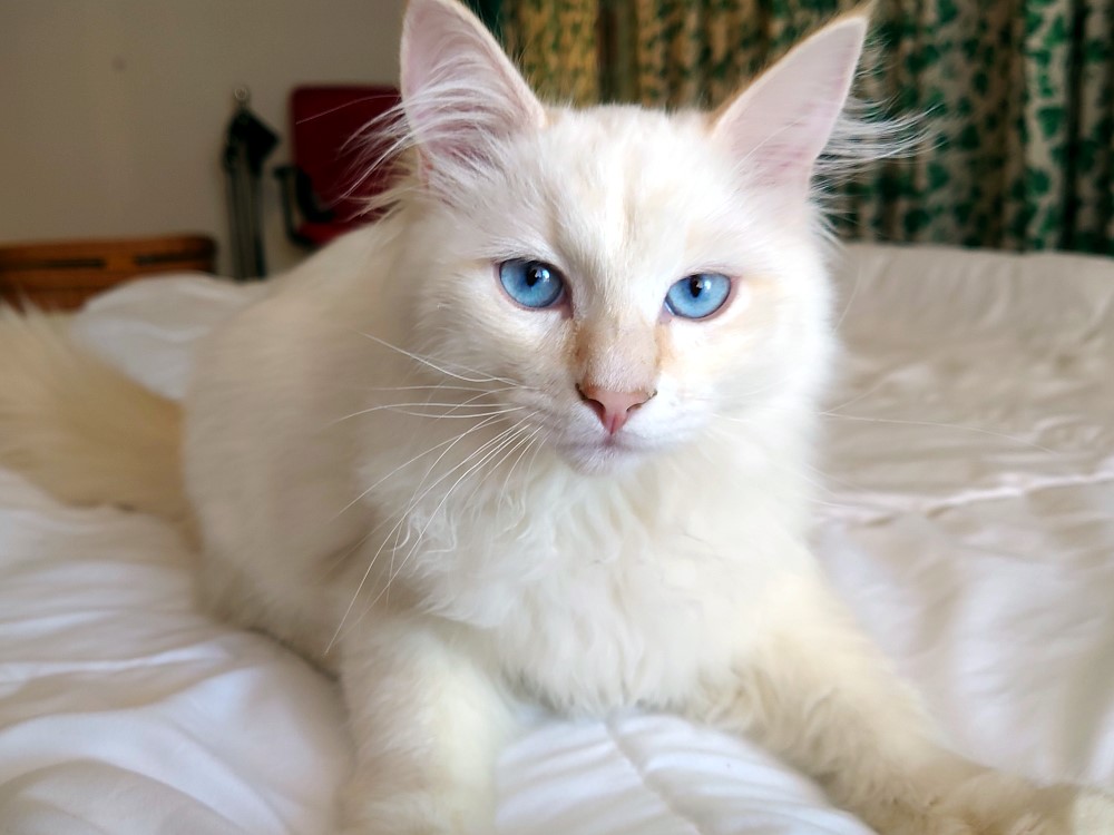 Blanco