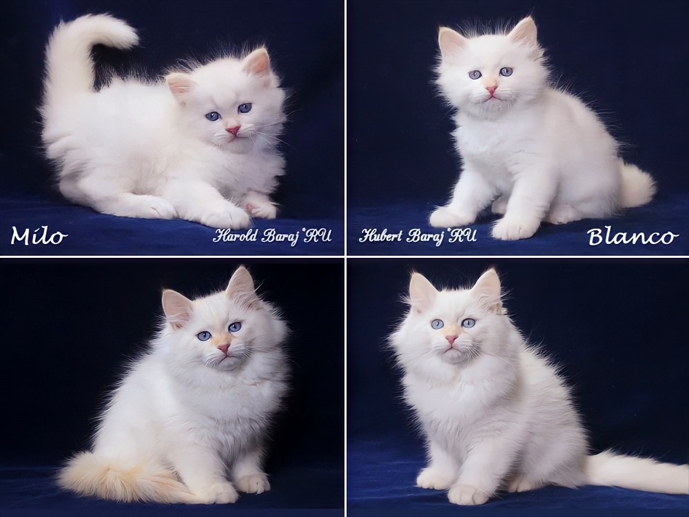 Milo+Blanco, Sibirische Katzen, Siberian Cats