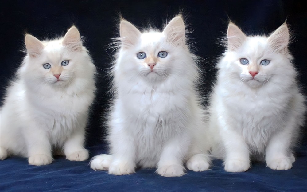 Milo+Blanco, Sibirische Katzen, Siberian Cats