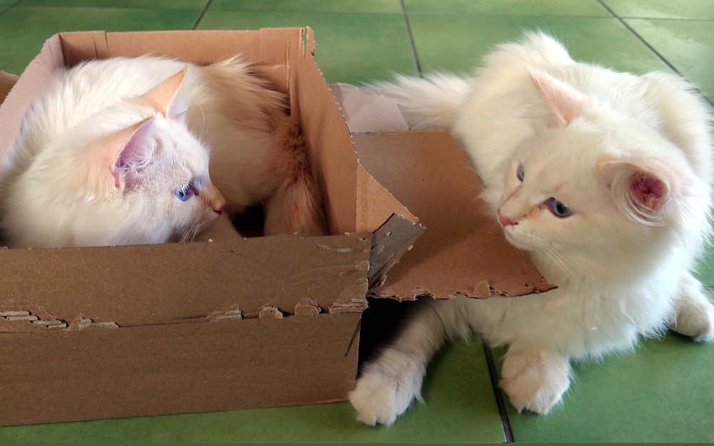 Milo+Blanco, Sibirische Katzen, Siberian Cats