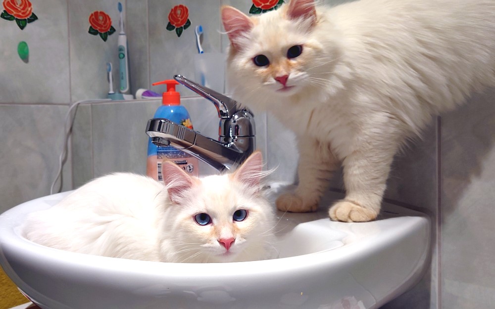 Milo+Blanco, Sibirische Katzen, Siberian Cats
