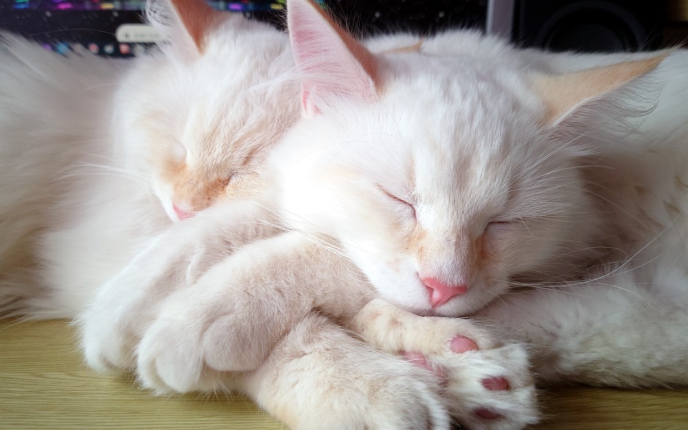 Milo+Blanco, Sibirische Katzen, Siberian Cats
