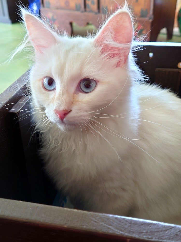 Milo+Blanco, Sibirische Katzen, Siberian Cats