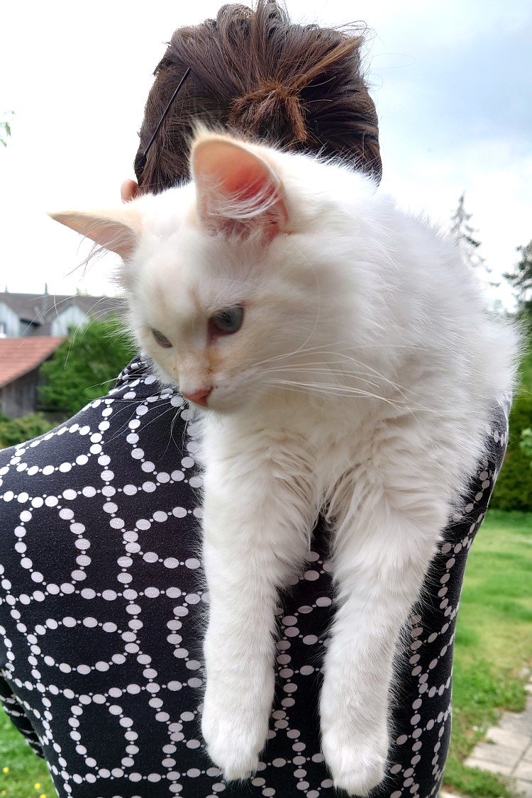 Milo+Blanco, Sibirische Katzen, Siberian Cats