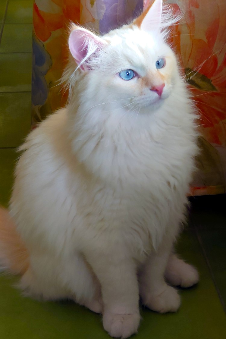 Milo+Blanco, Sibirische Katzen, Siberian Cats
