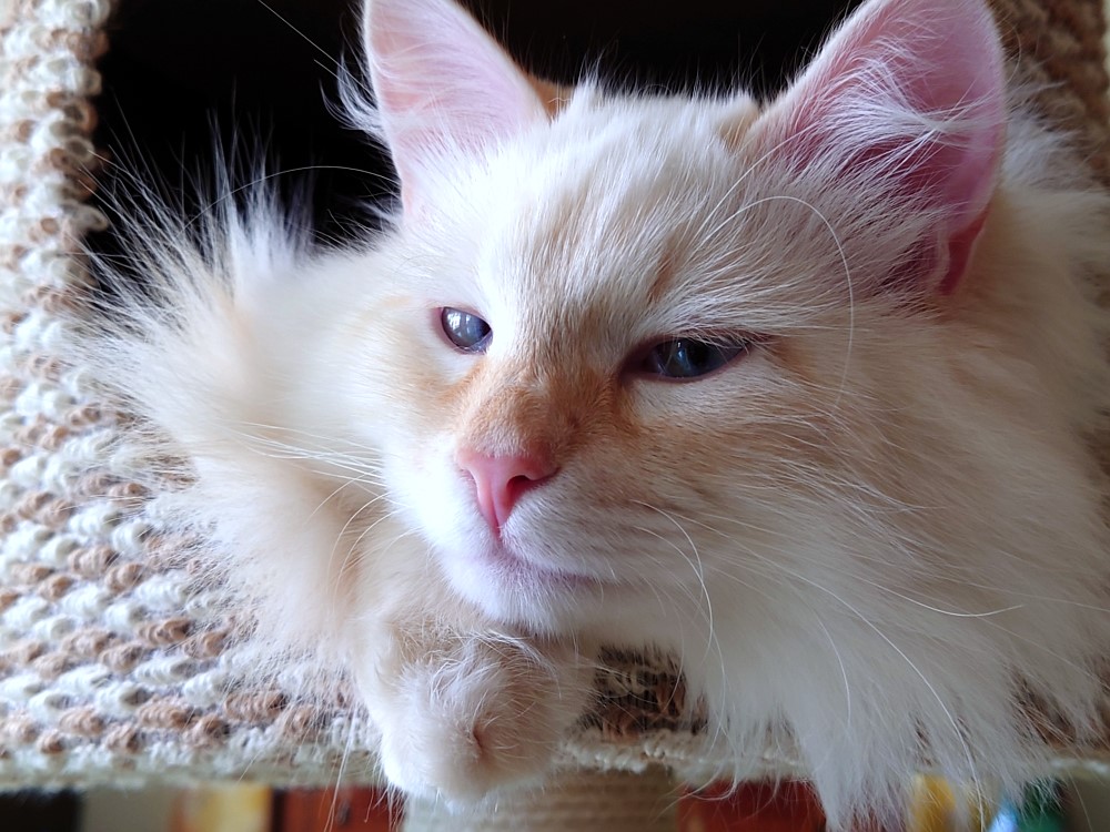 Milo+Blanco, Sibirische Katzen, Siberian Cats