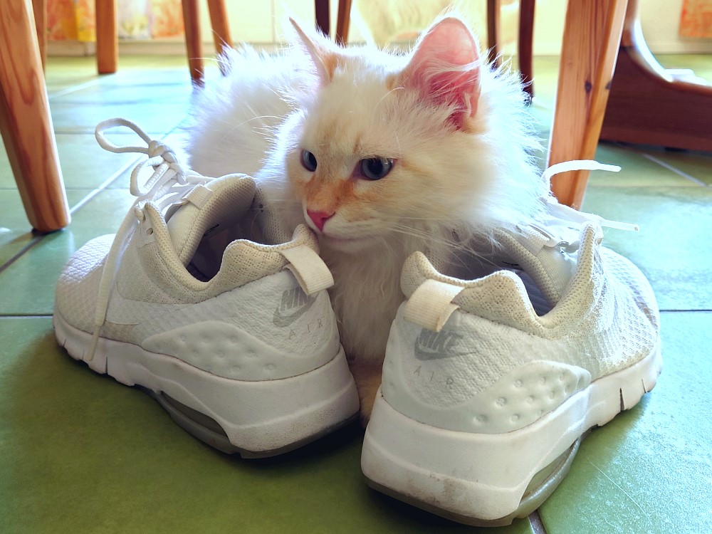 Milo+Blanco, Sibirische Katzen, Siberian Cats