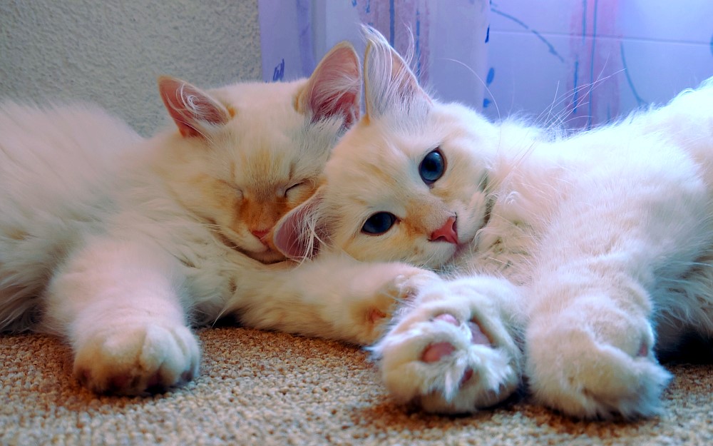 Milo+Blanco, Sibirische Katzen, Siberian Cats