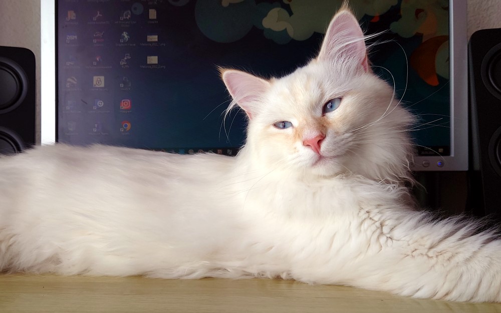 Milo+Blanco, Sibirische Katzen, Siberian Cats