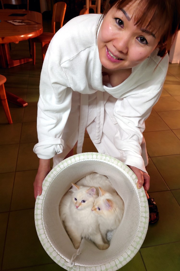 Milo+Blanco, Sibirische Katzen, Siberian Cats