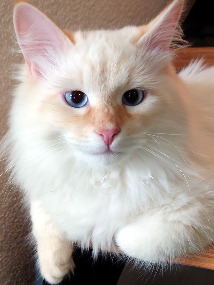 Milo+Blanco, Sibirische Katzen, Siberian Cats
