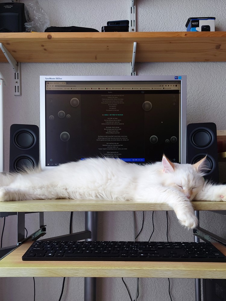 Milo+Blanco, Sibirische Katzen, Siberian Cats