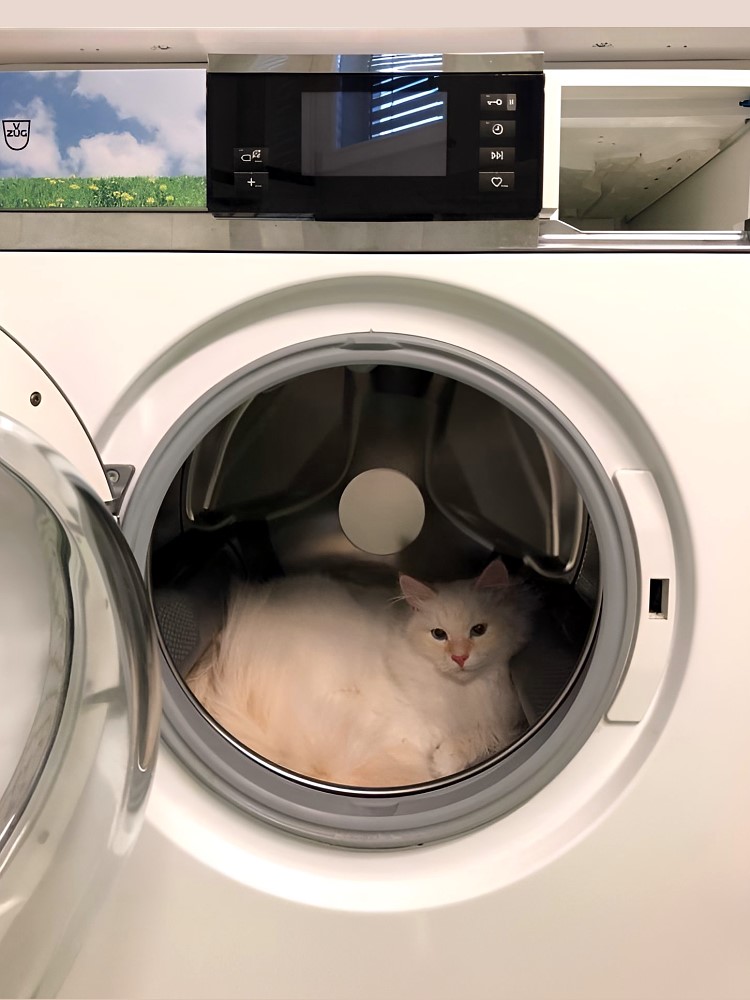 Milo+Blanco, Sibirische Katzen, Siberian Cats