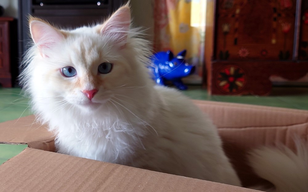 Milo+Blanco, Sibirische Katzen, Siberian Cats