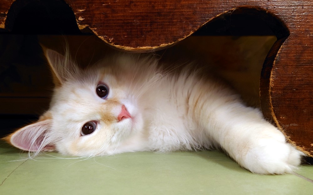 Milo+Blanco, Sibirische Katzen, Siberian Cats