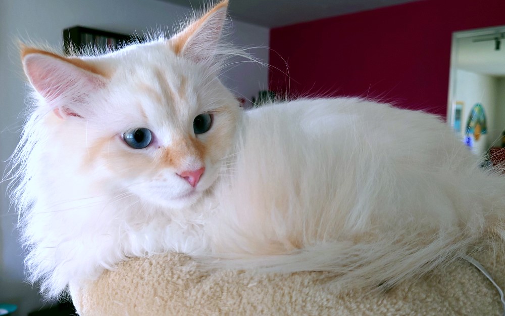 Milo+Blanco, Sibirische Katzen, Siberian Cats
