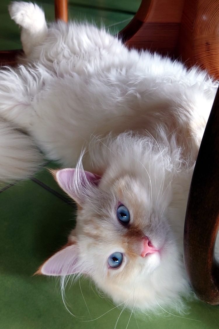Milo+Blanco, Sibirische Katzen, Siberian Cats