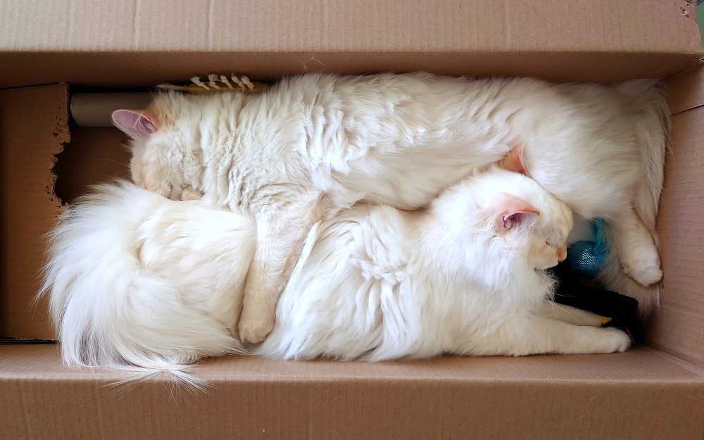 Milo+Blanco, Sibirische Katzen, Siberian Cats