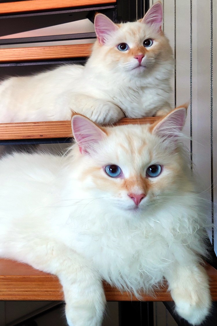 Milo+Blanco, Sibirische Katzen, Siberian Cats