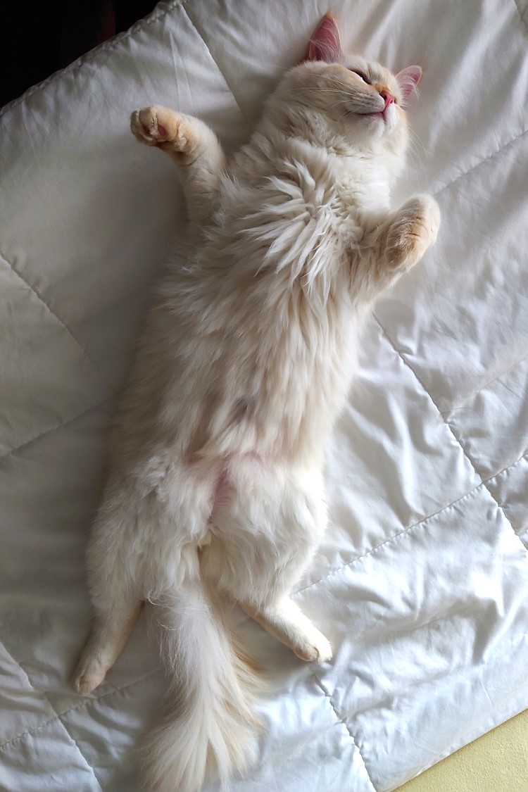 Milo+Blanco, Sibirische Katzen, Siberian Cats