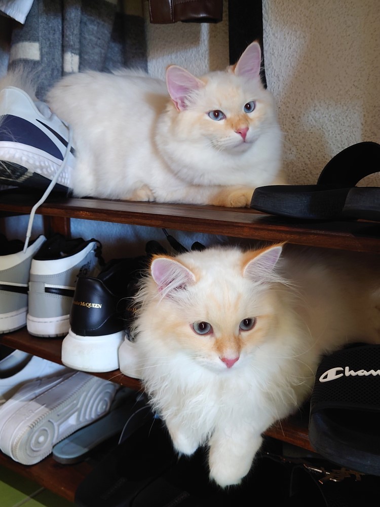 Milo+Blanco, Sibirische Katzen, Siberian Cats