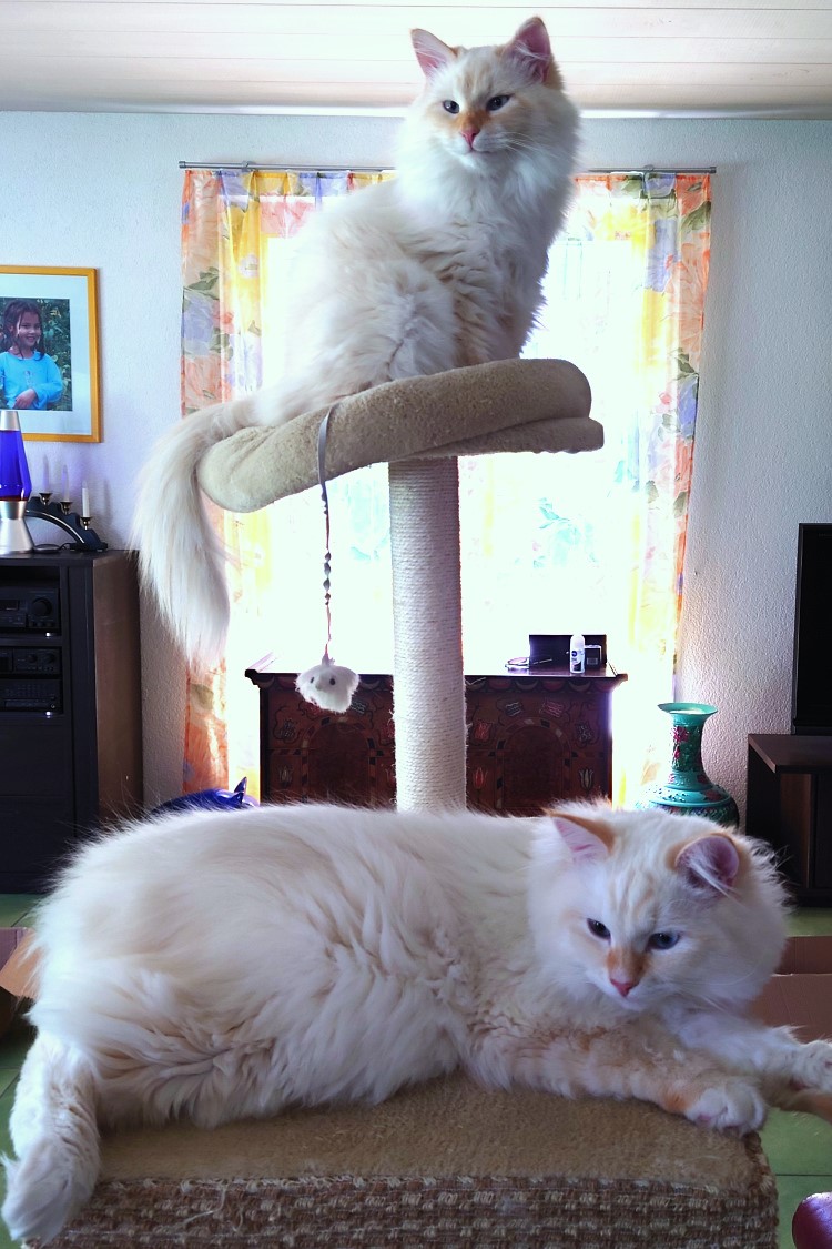 Milo+Blanco, Sibirische Katzen, Siberian Cats