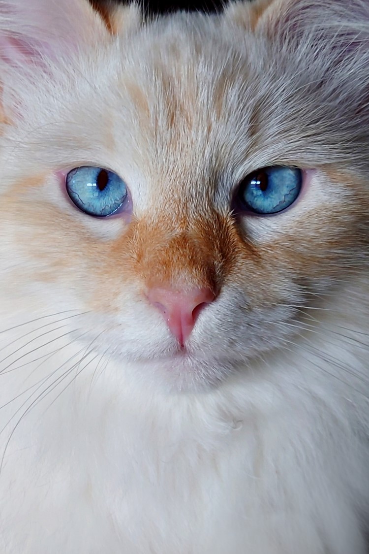 Milo+Blanco, Sibirische Katzen, Siberian Cats