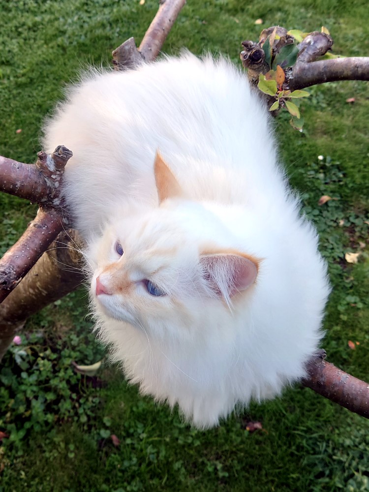 Milo+Blanco, Sibirische Katzen, Siberian Cats