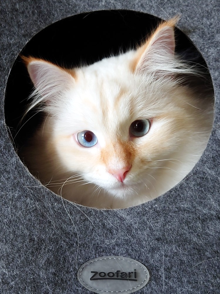 Milo+Blanco, Sibirische Katzen, Siberian Cats