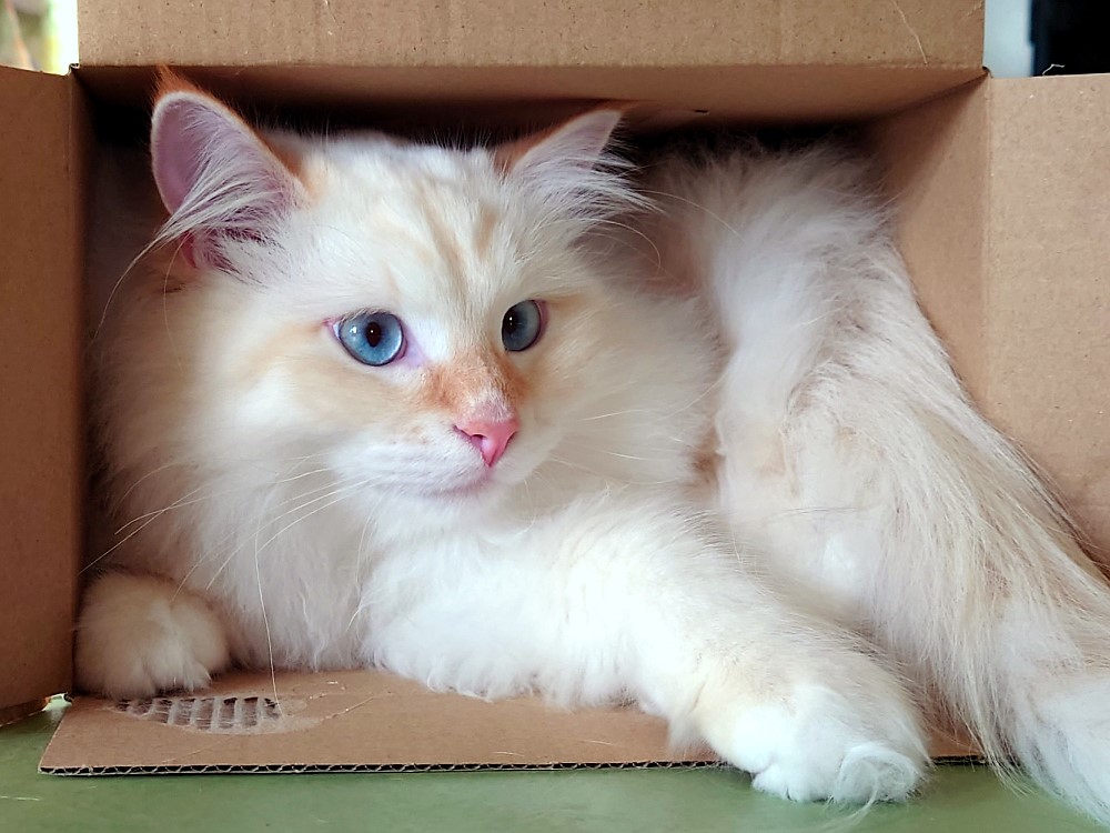 Milo+Blanco, Sibirische Katzen, Siberian Cats