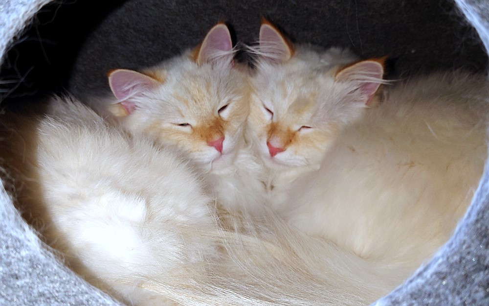 Milo+Blanco, Sibirische Katzen, Siberian Cats