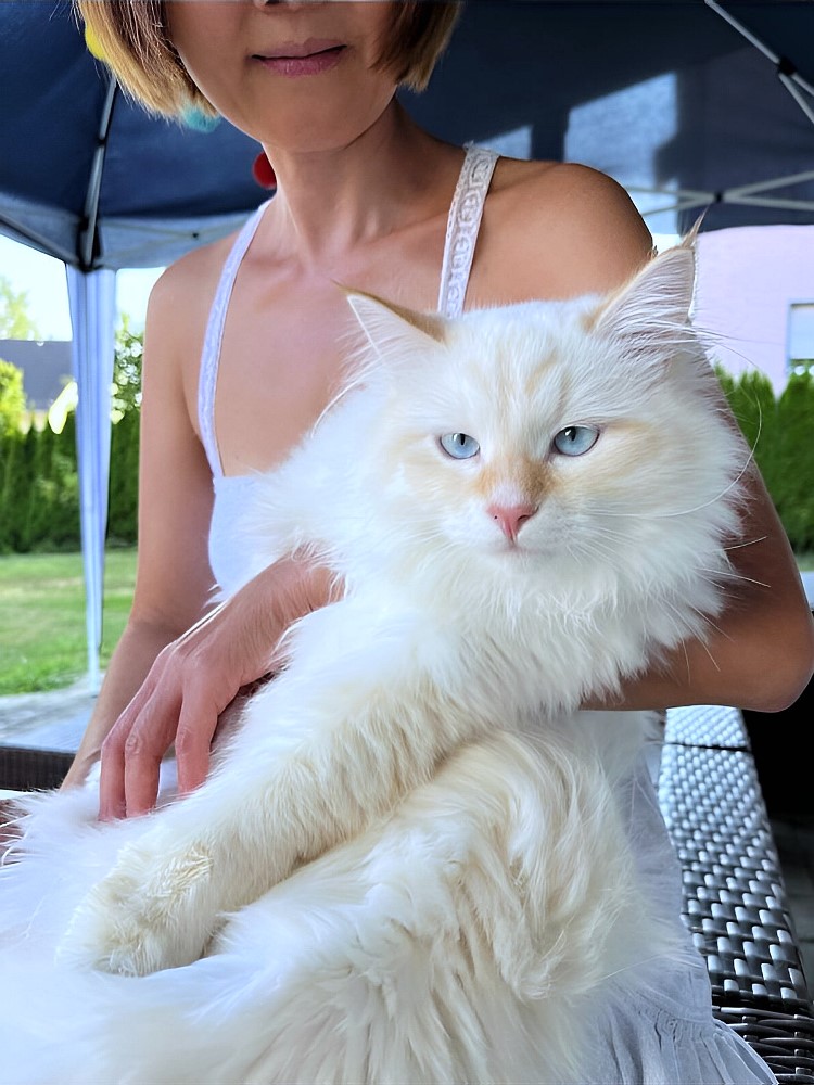 Milo+Blanco, Sibirische Katzen, Siberian Cats