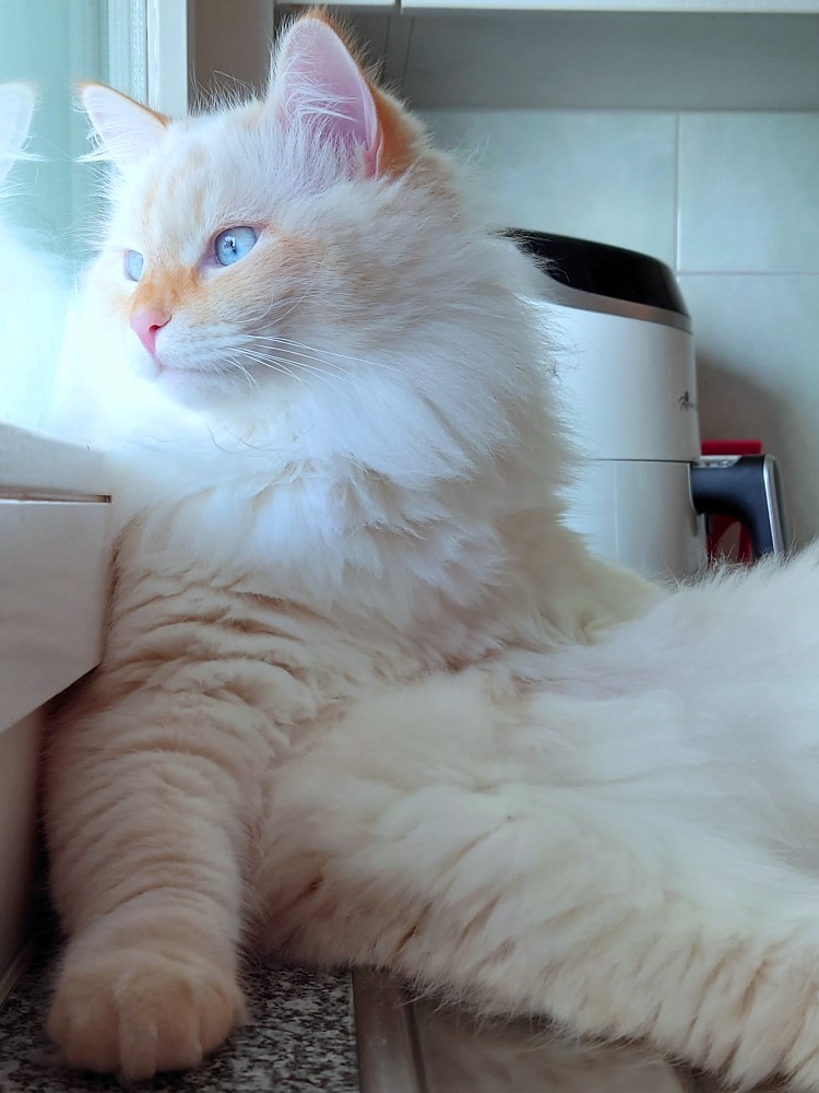 Milo+Blanco, Sibirische Katzen, Siberian Cats