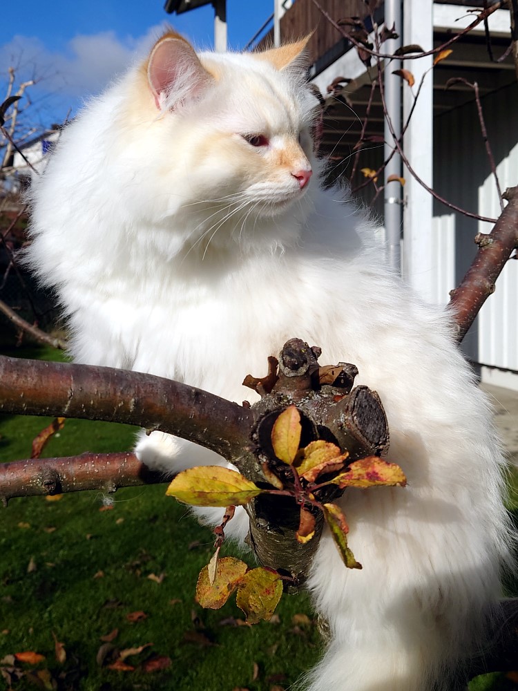Milo+Blanco, Sibirische Katzen, Siberian Cats