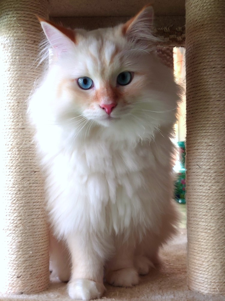 Milo+Blanco, Sibirische Katzen, Siberian Cats