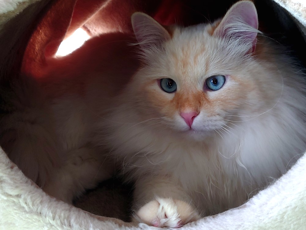 Milo+Blanco, Sibirische Katzen, Siberian Cats