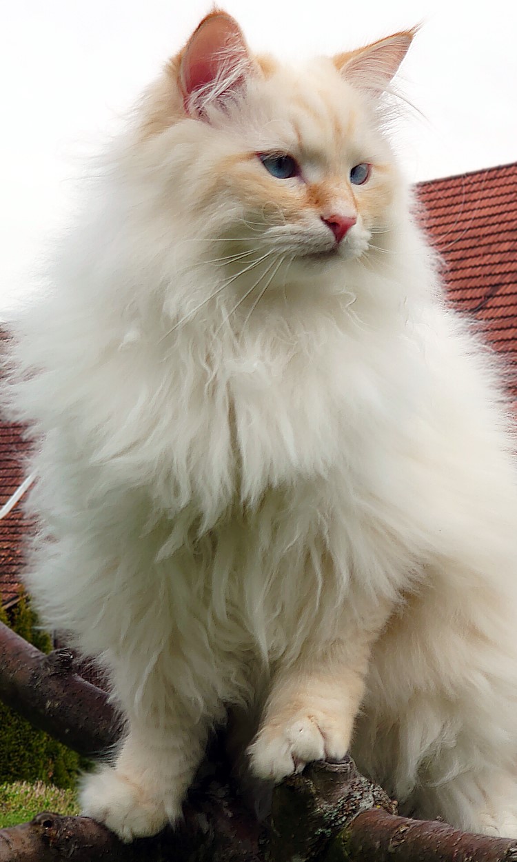Milo+Blanco, Sibirische Katzen, Siberian Cats