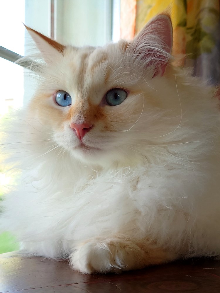Milo+Blanco, Sibirische Katzen, Siberian Cats
