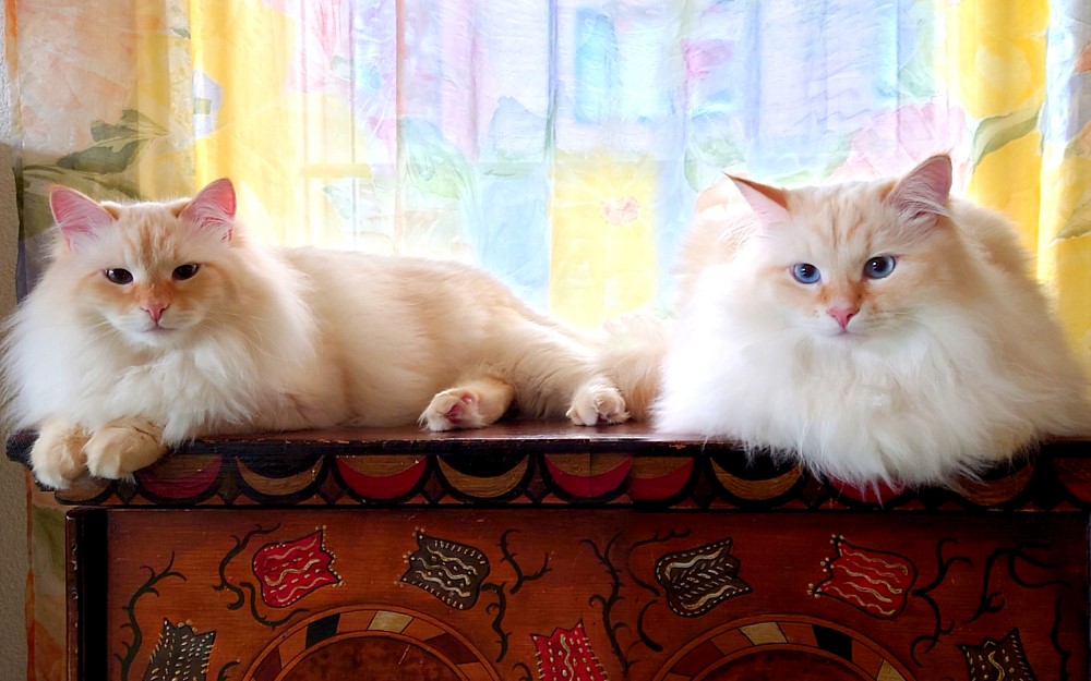 Milo+Blanco, Sibirische Katzen, Siberian Cats