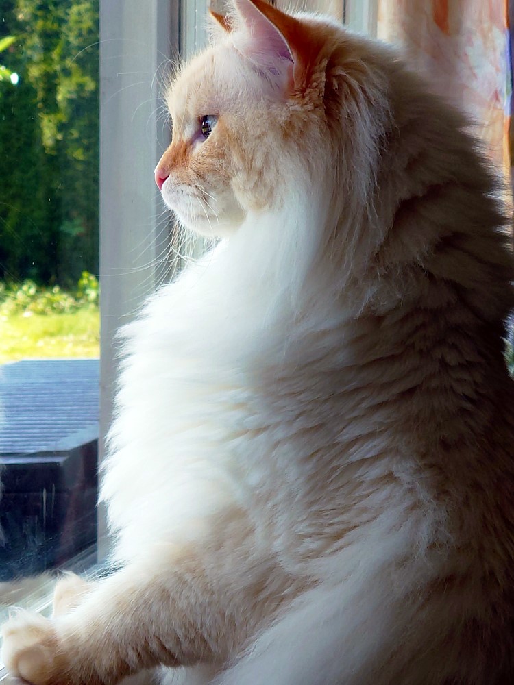 Milo+Blanco, Sibirische Katzen, Siberian Cats