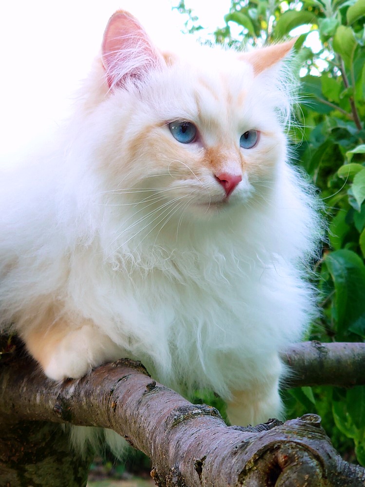 Milo+Blanco, Sibirische Katzen, Siberian Cats