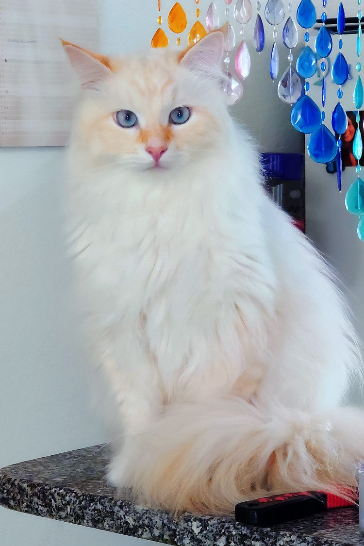 Milo+Blanco, Sibirische Katzen, Siberian Cats