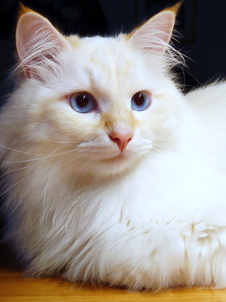 Milo+Blanco, Sibirische Katzen, Siberian Cats