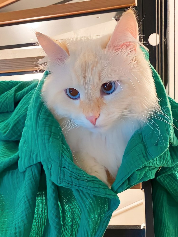 Milo+Blanco, Sibirische Katzen, Siberian Cats