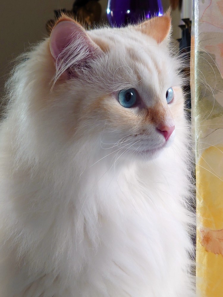 Milo+Blanco, Sibirische Katzen, Siberian Cats