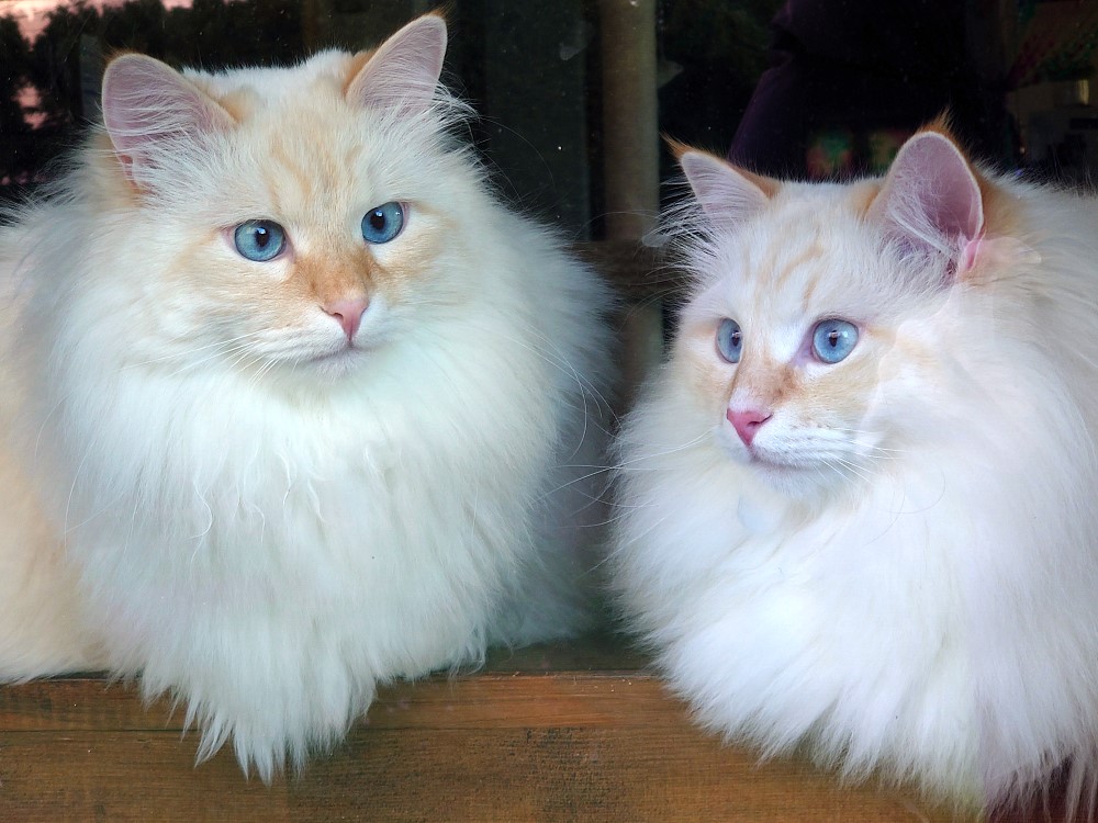 Milo+Blanco, Sibirische Katzen, Siberian Cats
