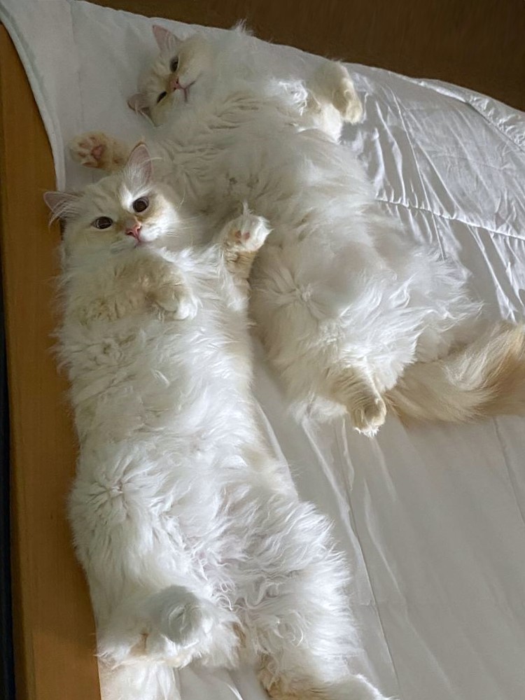Milo+Blanco, Sibirische Katzen, Siberian Cats