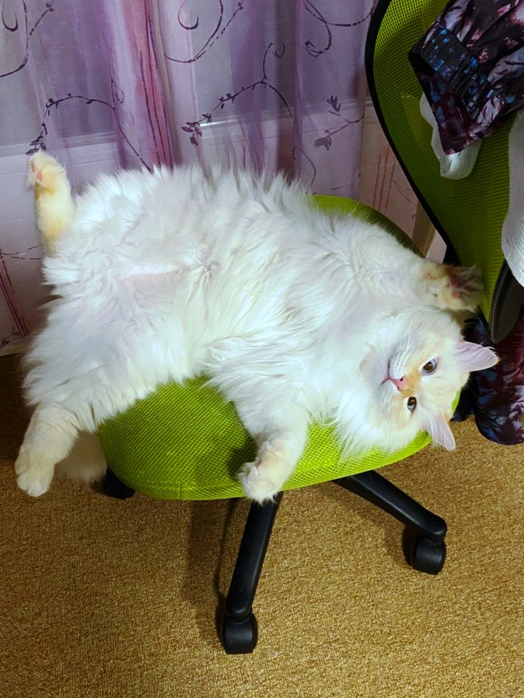 Milo+Blanco, Sibirische Katzen, Siberian Cats