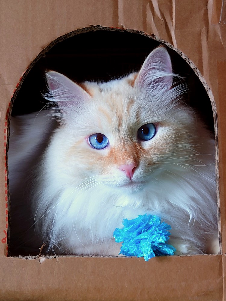 Milo+Blanco, Sibirische Katzen, Siberian Cats