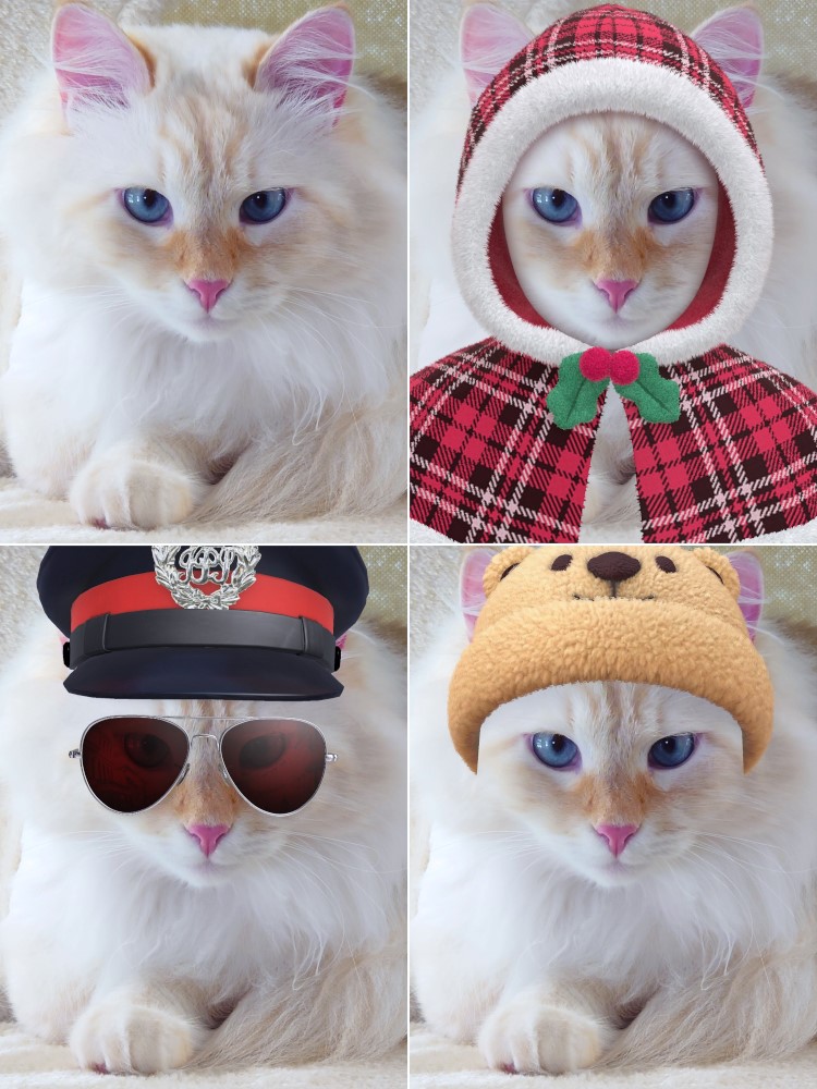 Milo+Blanco, Sibirische Katzen, Siberian Cats